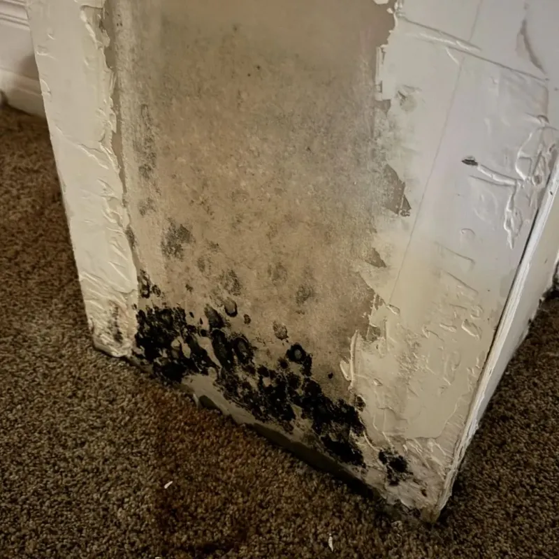 Professional Mold Removal in Edgar, WI